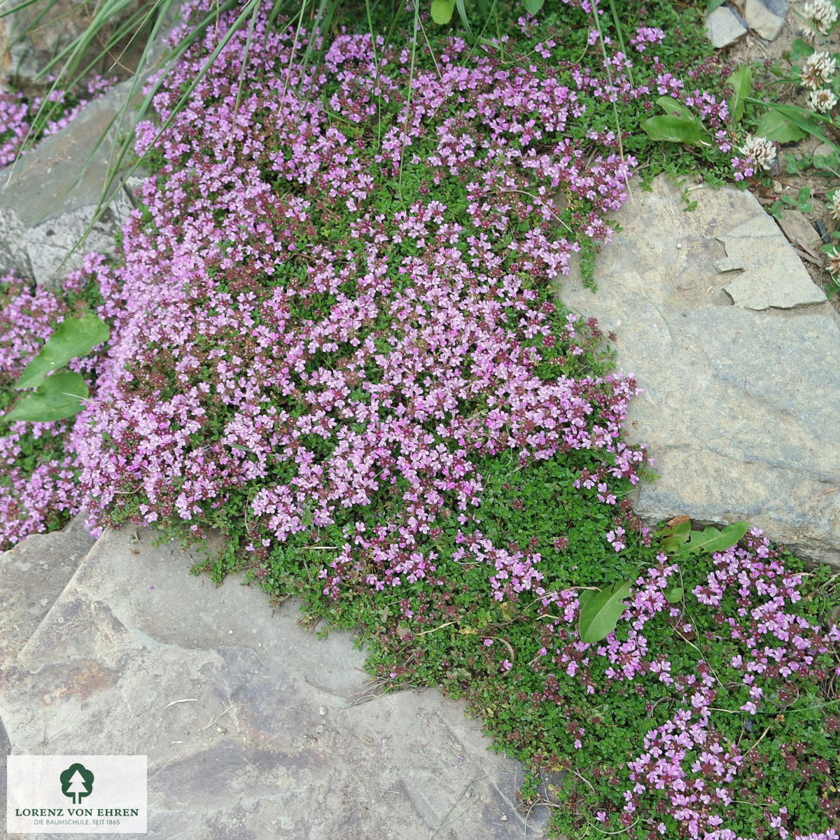 Thymus serpyllum