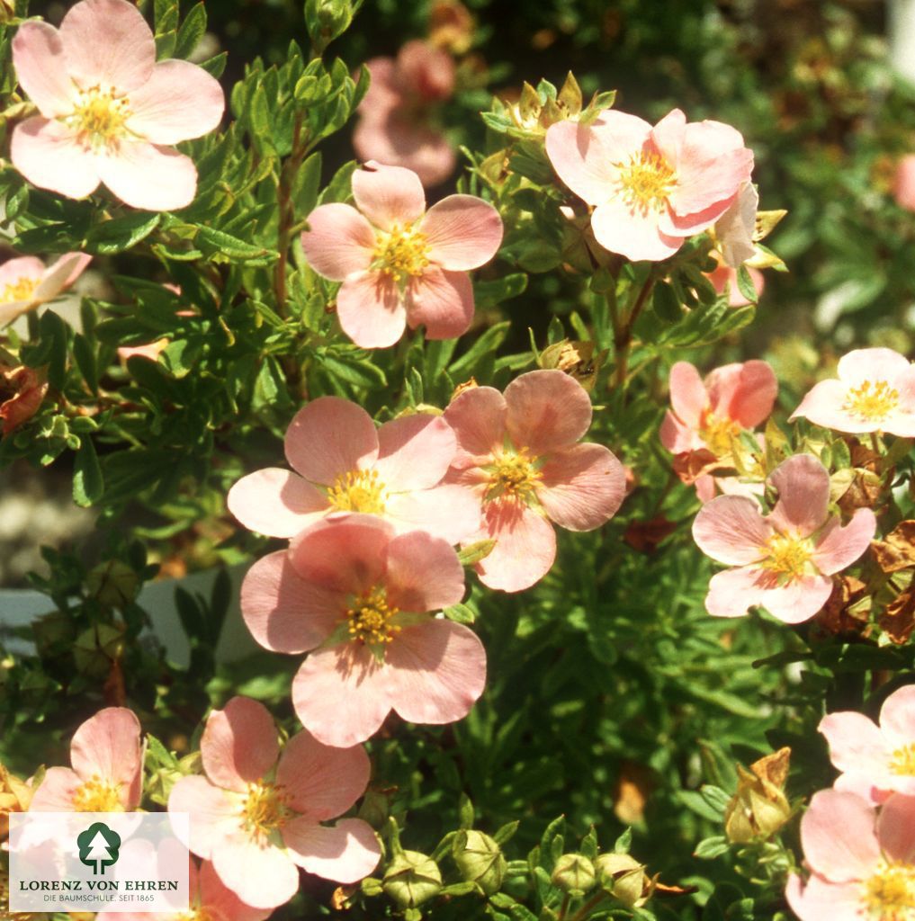 Potentilla fruticosa 'Princess'