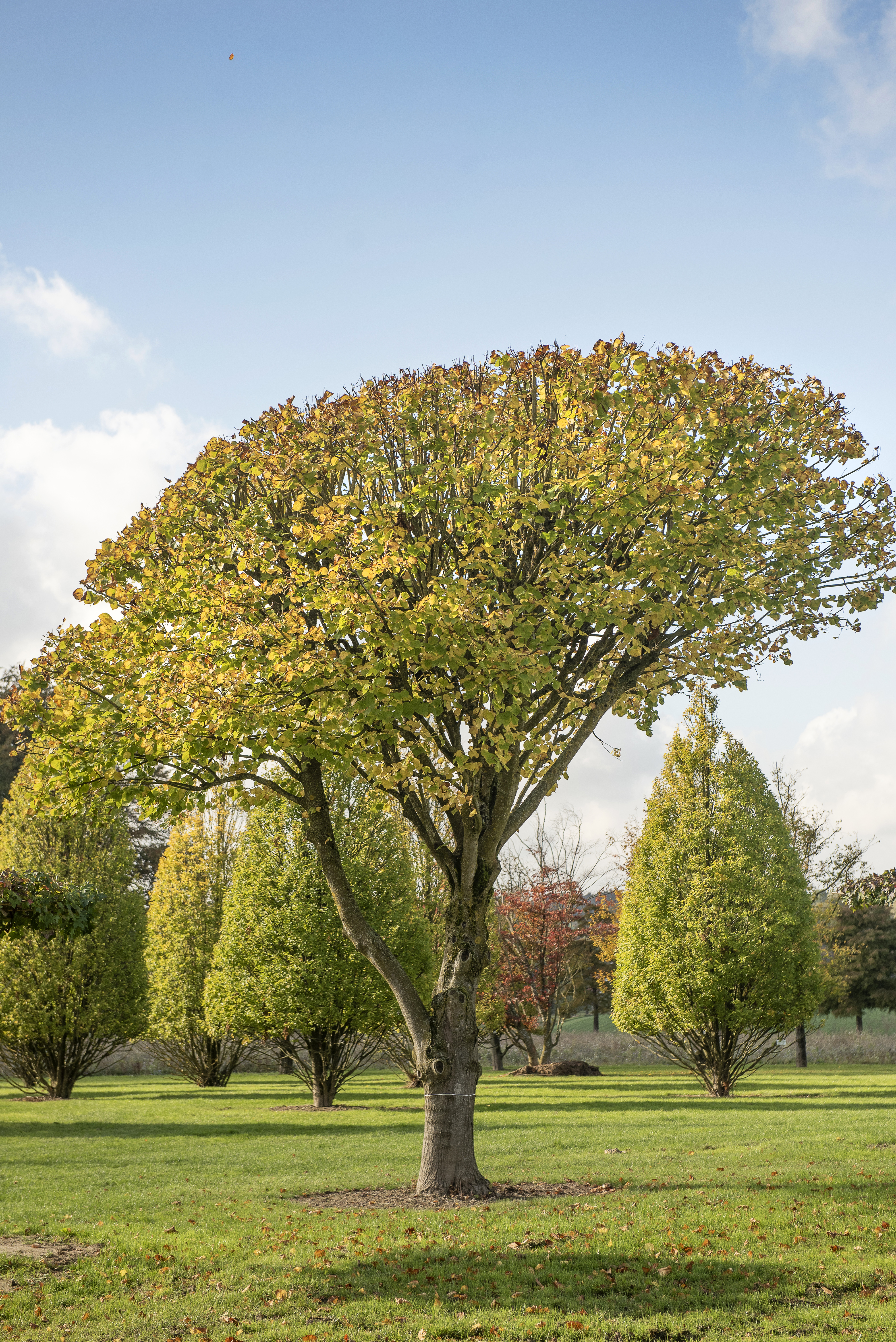 Tilia platyphyllos Unikat