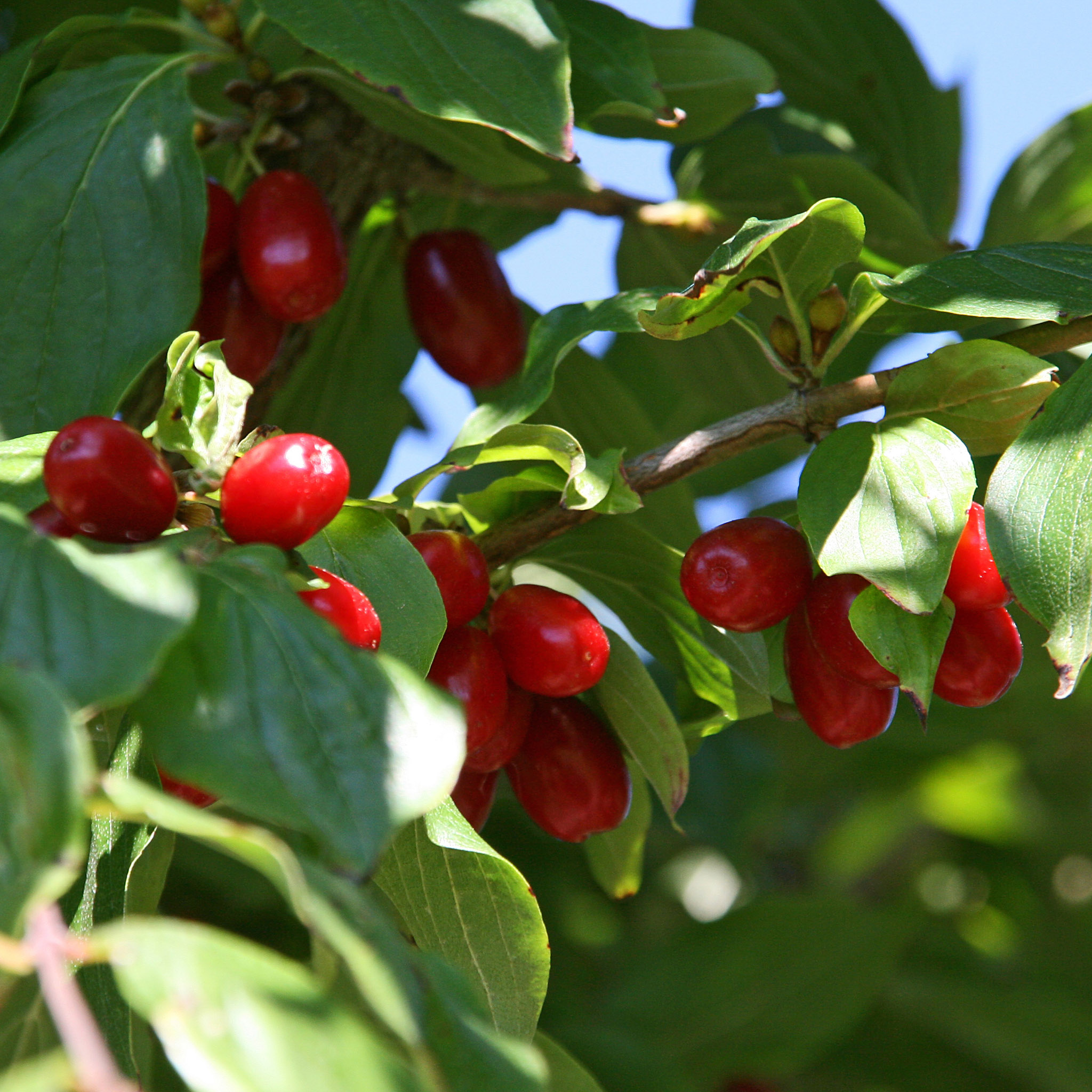 Cornus mas