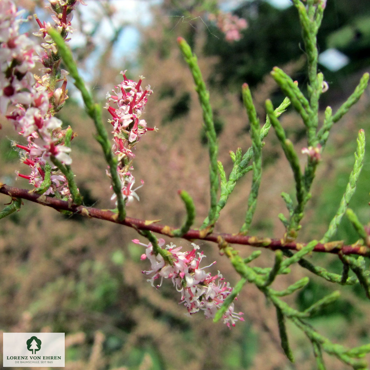 Tamarix ramosissima 'Rubra'