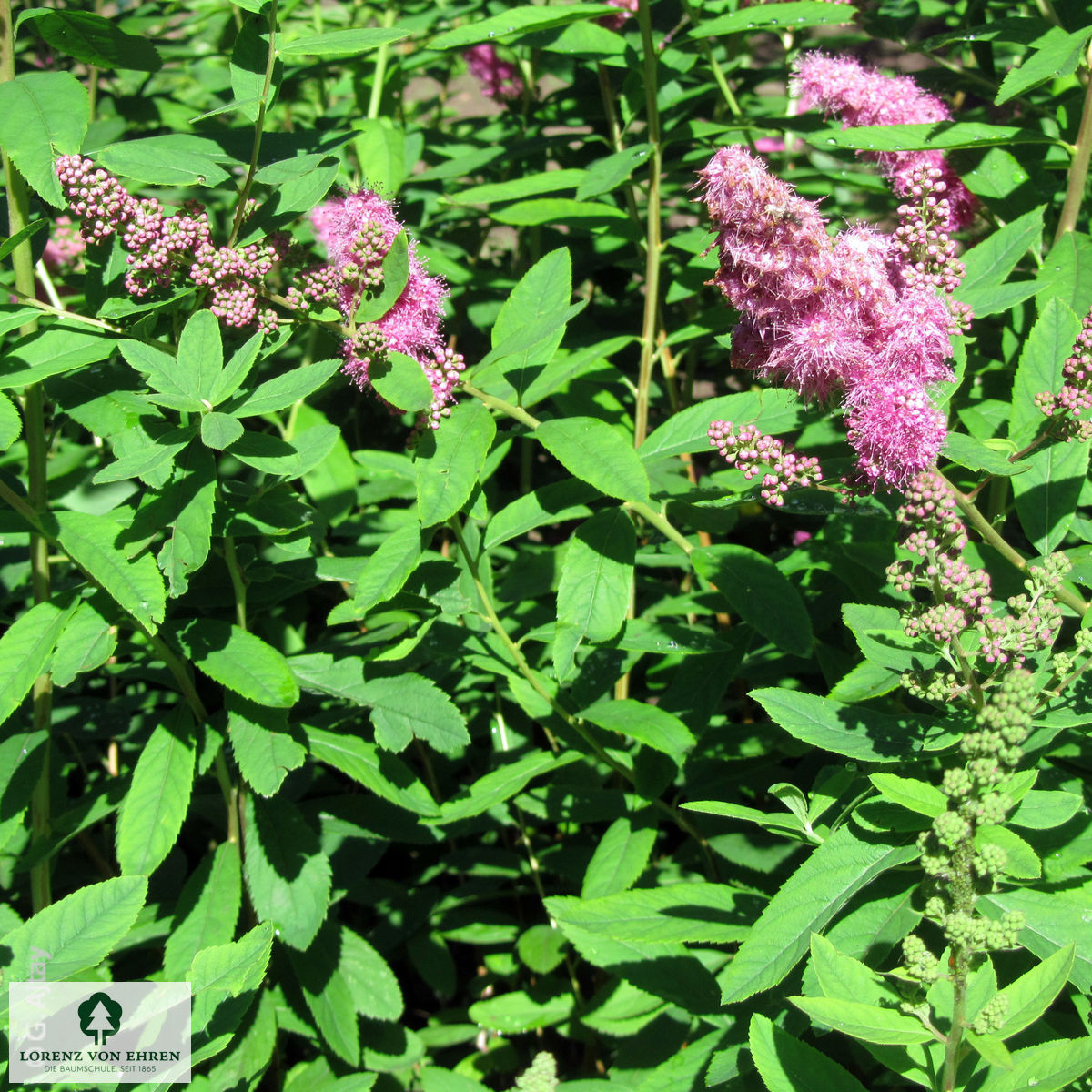 Spiraea billardii 'Triumphans'