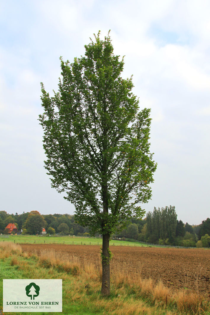 Ulmus hollandica 'Commelin'