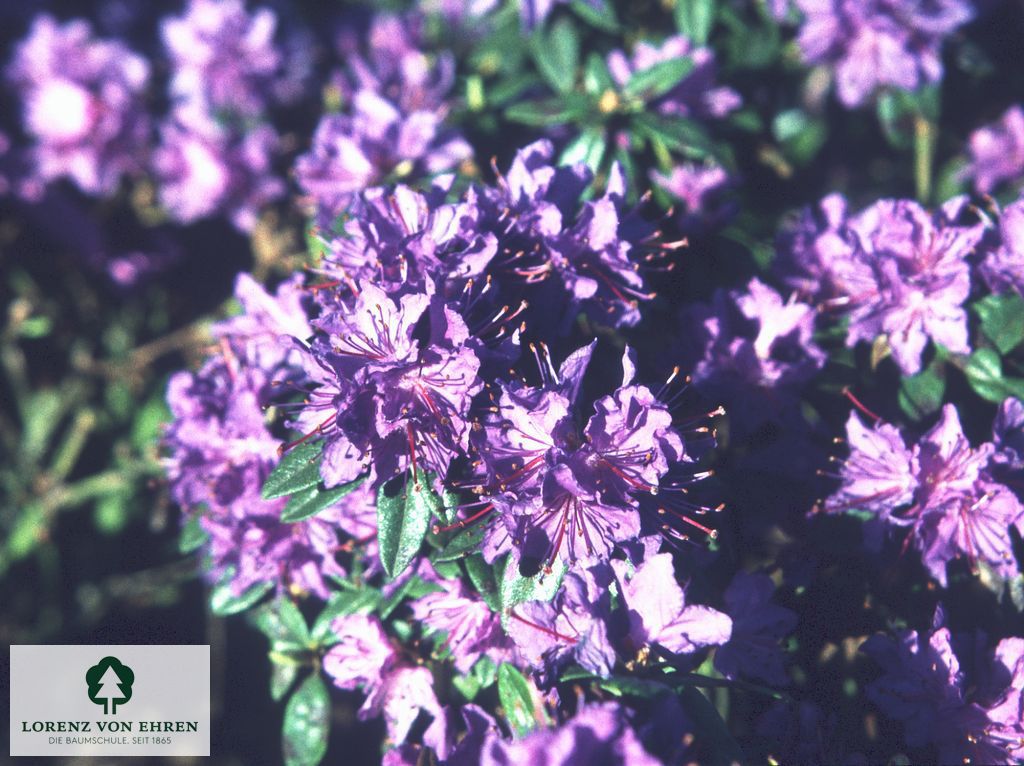 Rhododendron russatum 'Enziana'