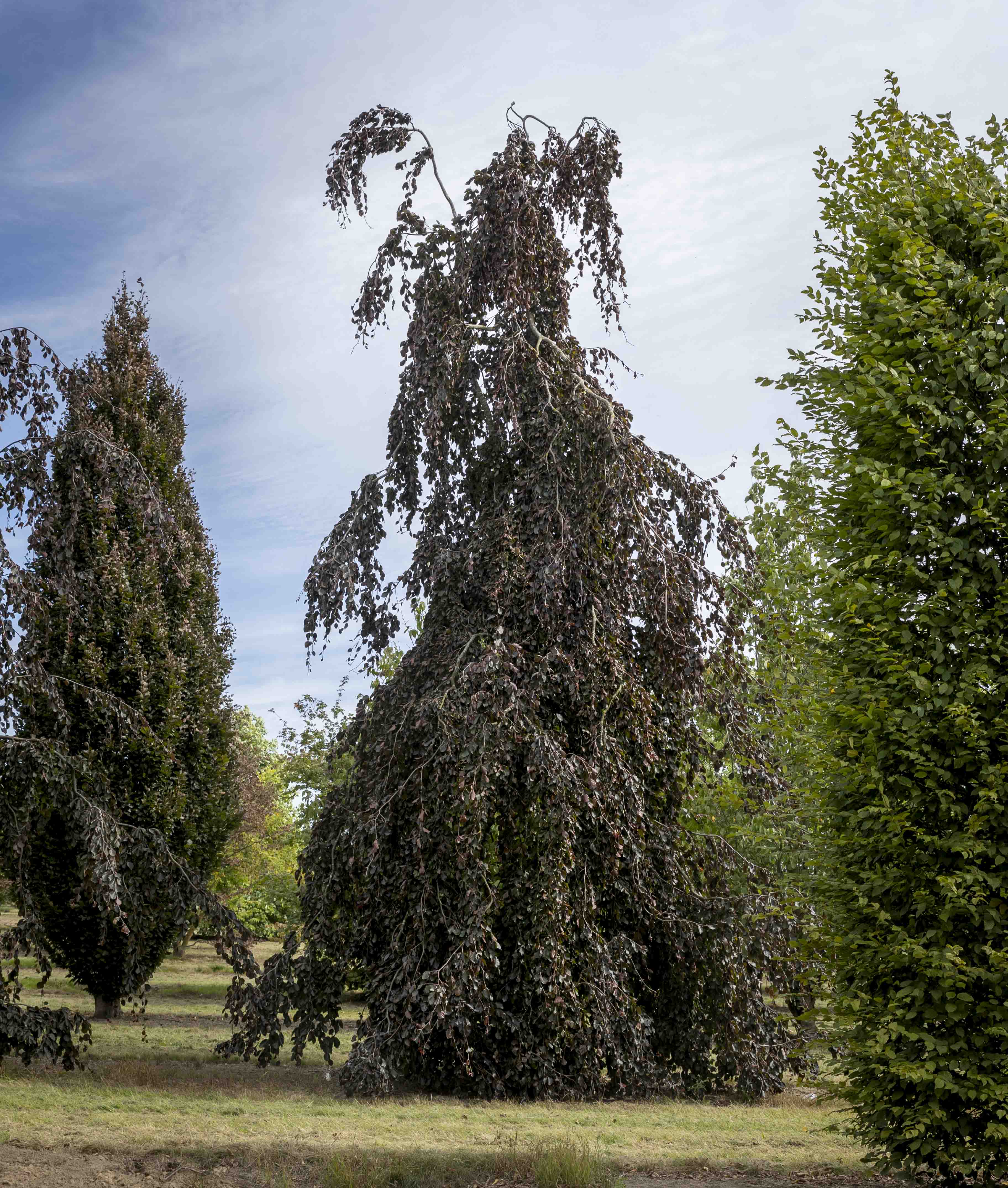 Fagus sylvatica 'Purpurea Pendula' Unikat