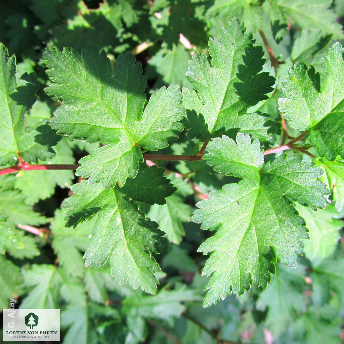 Stephanandra incisa 'Crispa'