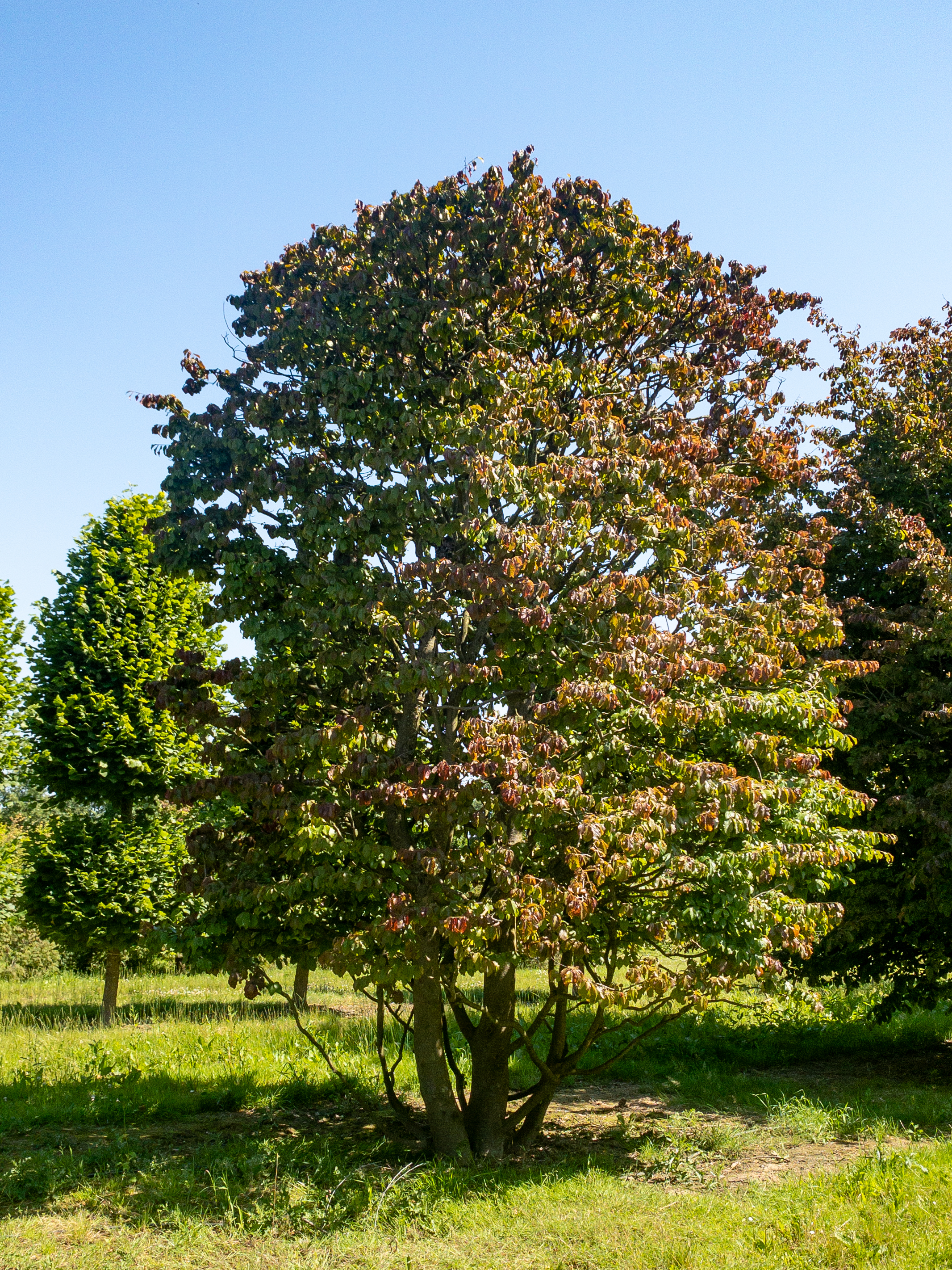 Parrotia persica Unikat