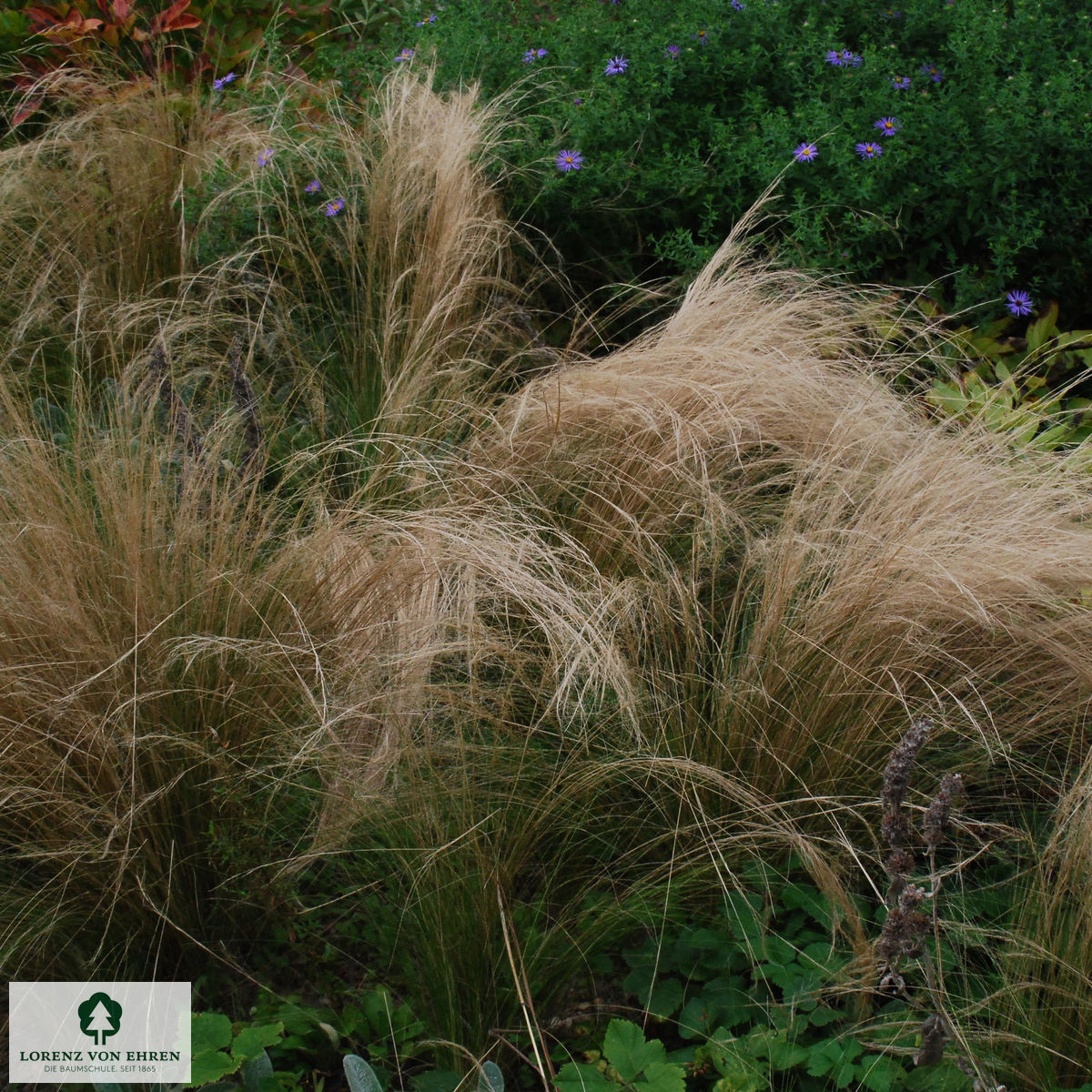 Stipa pennata