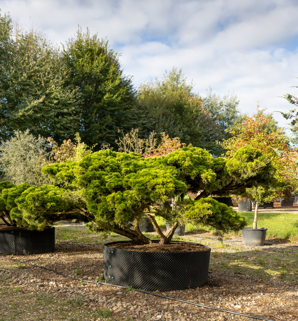 Juniperus media 'Mint Julep' Unikat