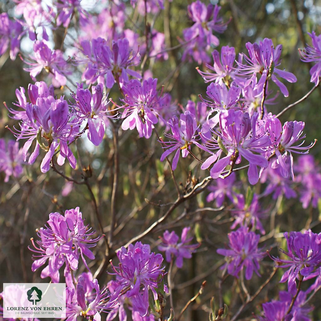 Rhododendron canadense