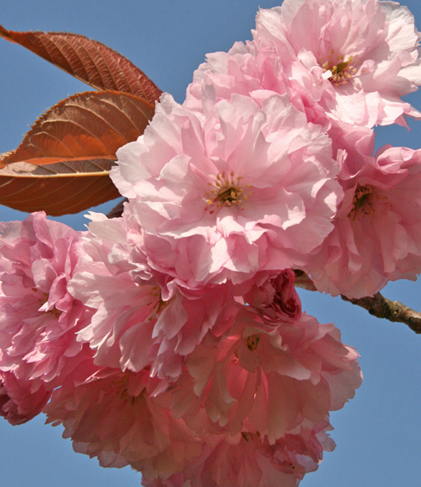 Dicke rosa Blüte einer Zierkirsche