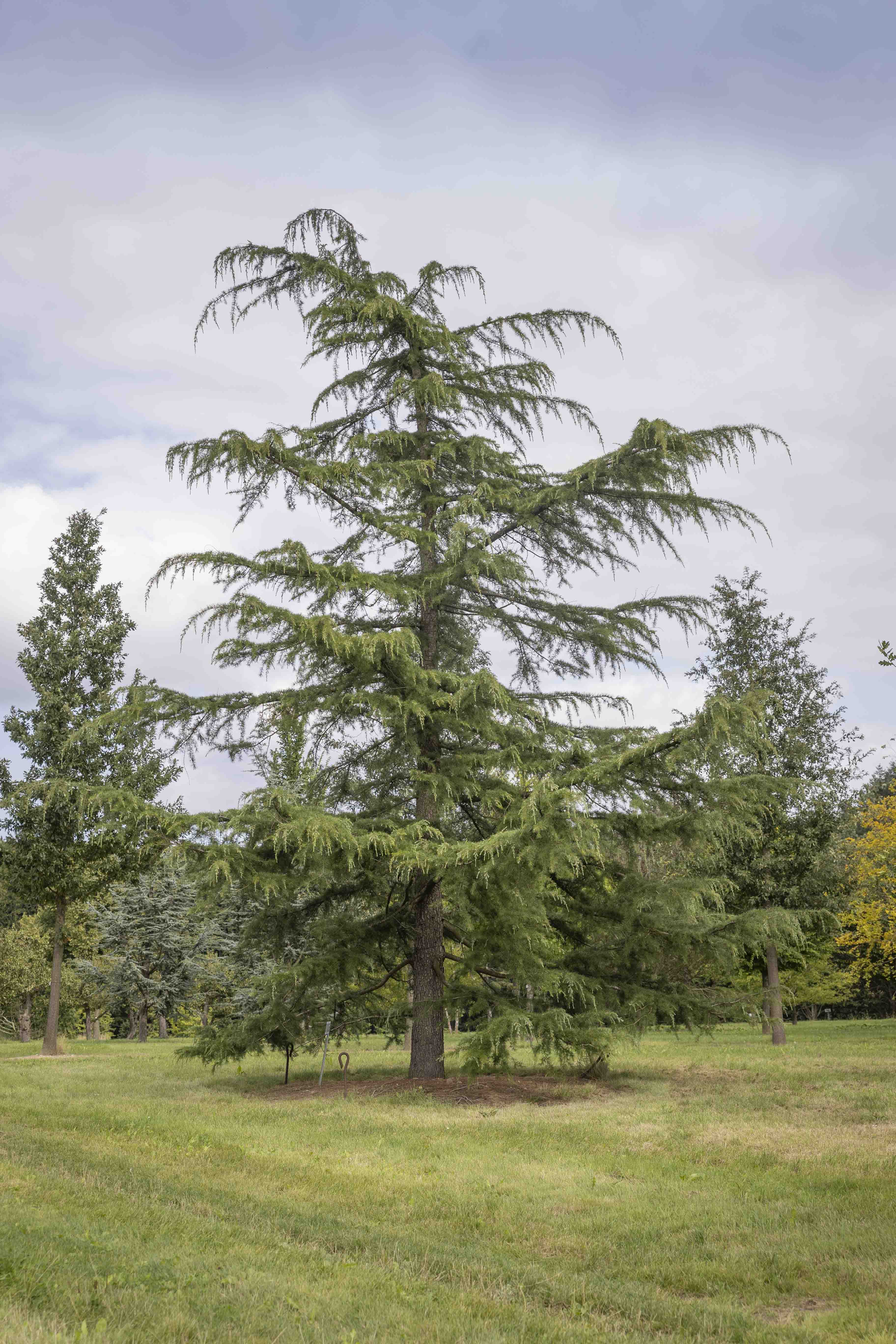 Cedrus deodara Unikat