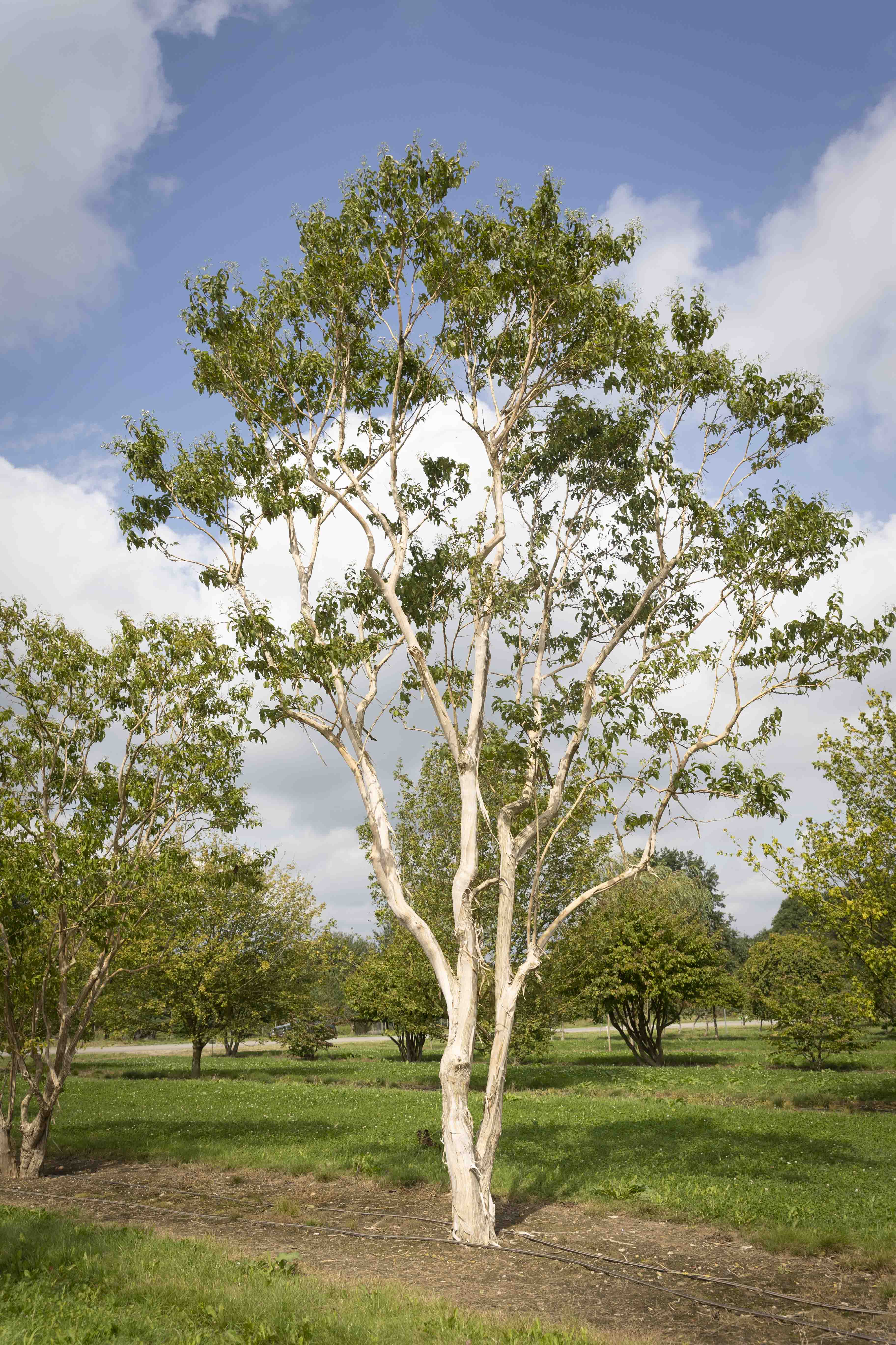 Heptacodium miconioides Unikat