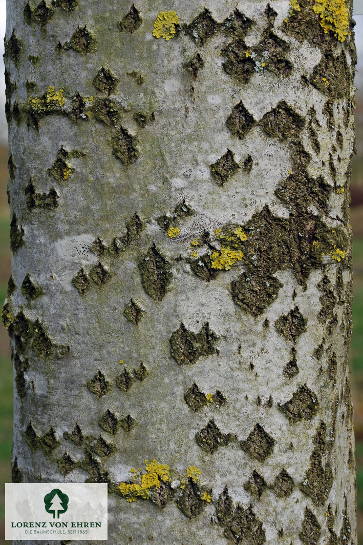 Populus alba 'Nivea'