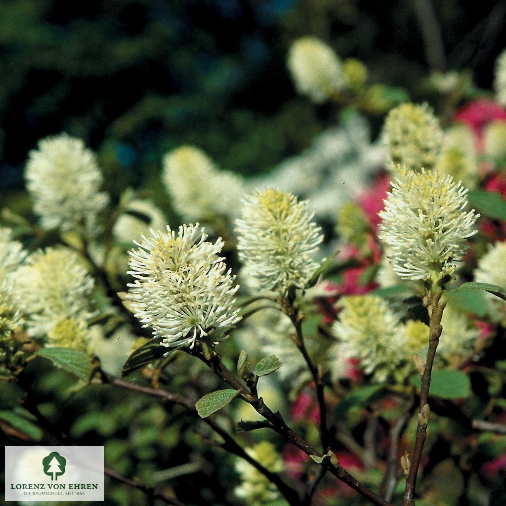 Fothergilla major