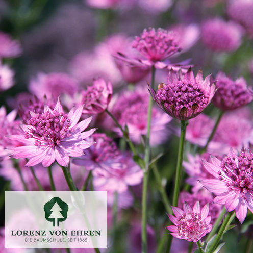 Astrantia major 'Star of Beauty'