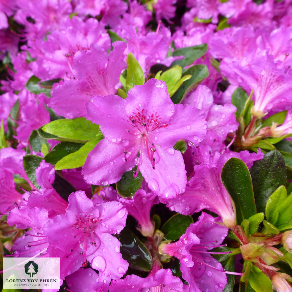 Rhododendron Japanische Azalee 'Königstein'