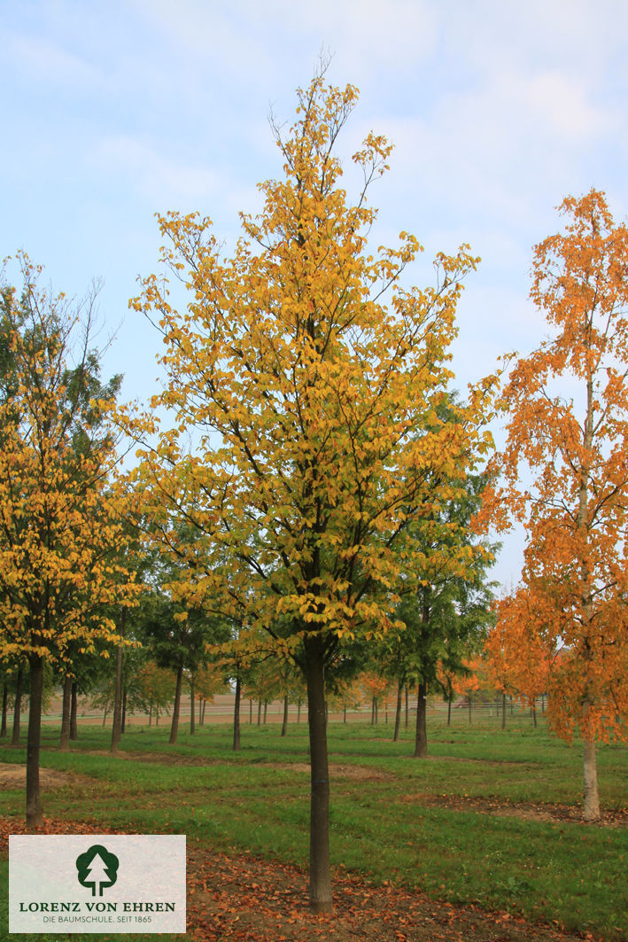 Ulmus hollandica 'Dodoens'