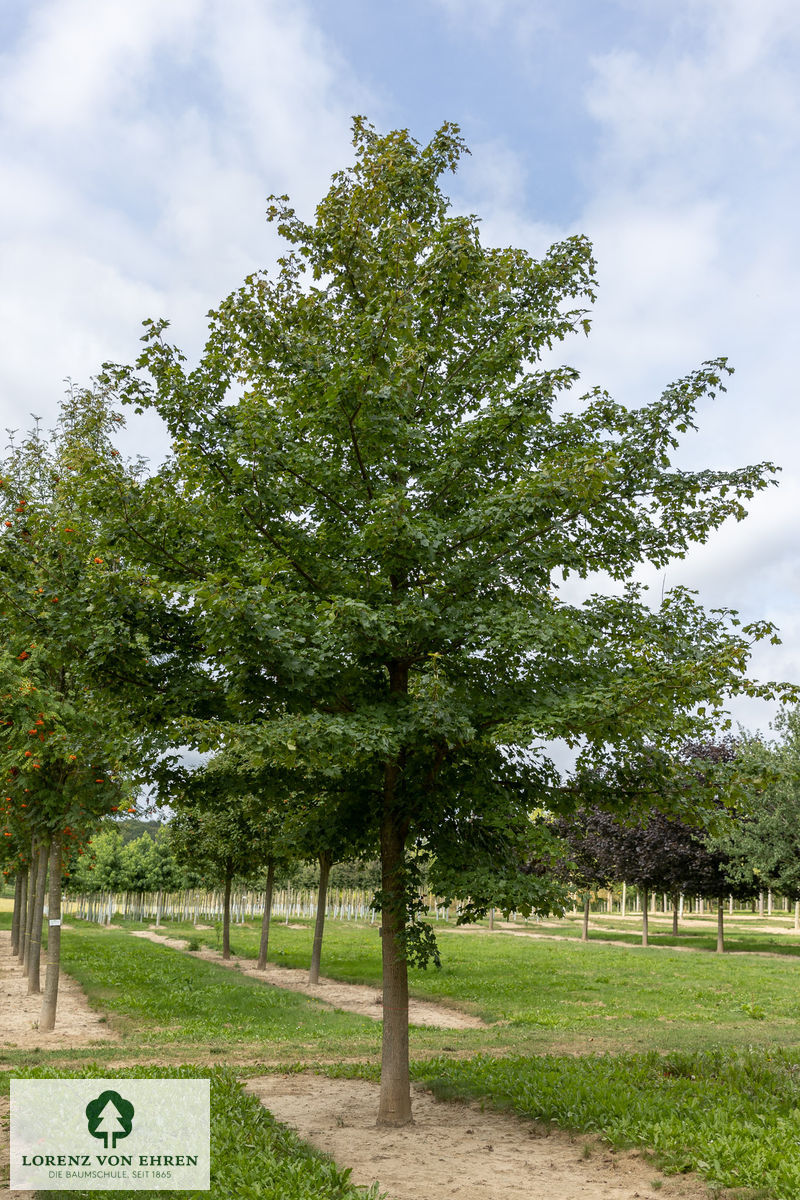 Acer truncatum 'Pacific Sunset'