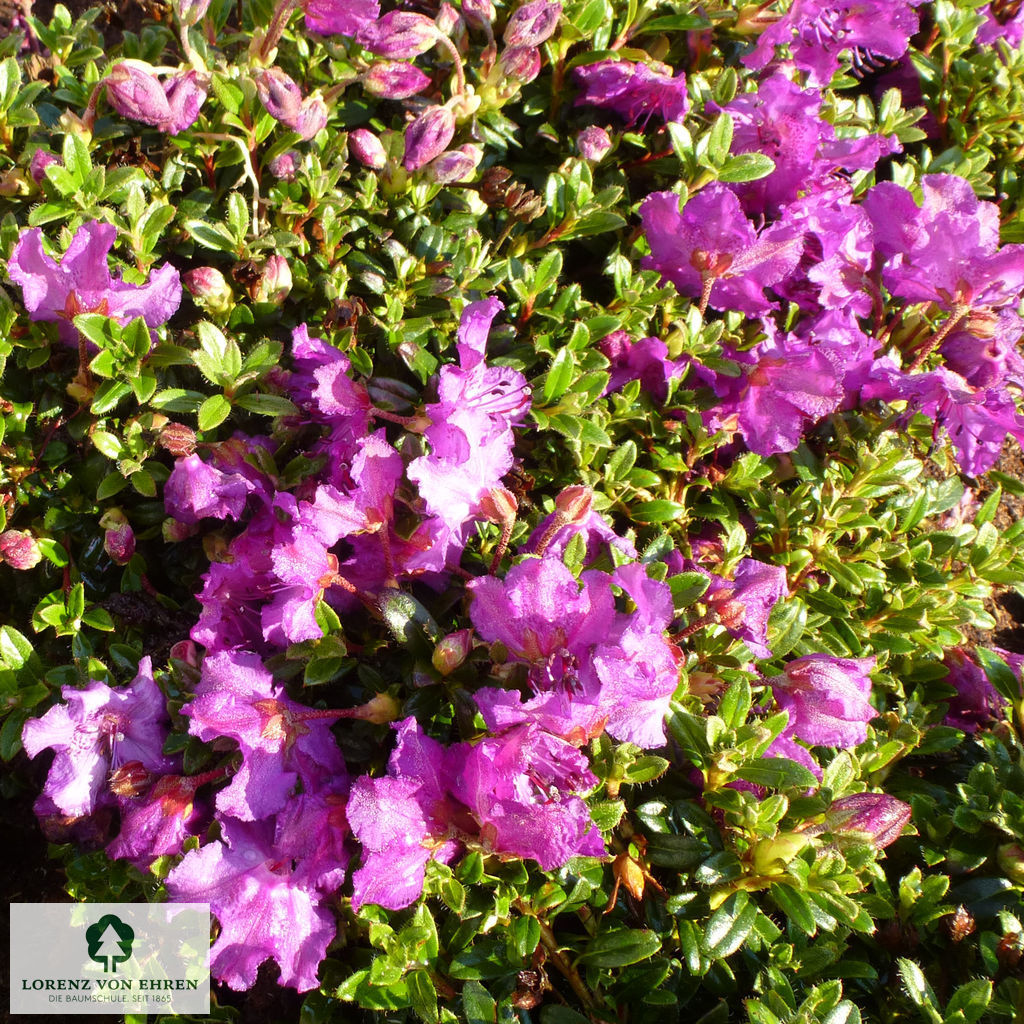 Rhododendron radicans