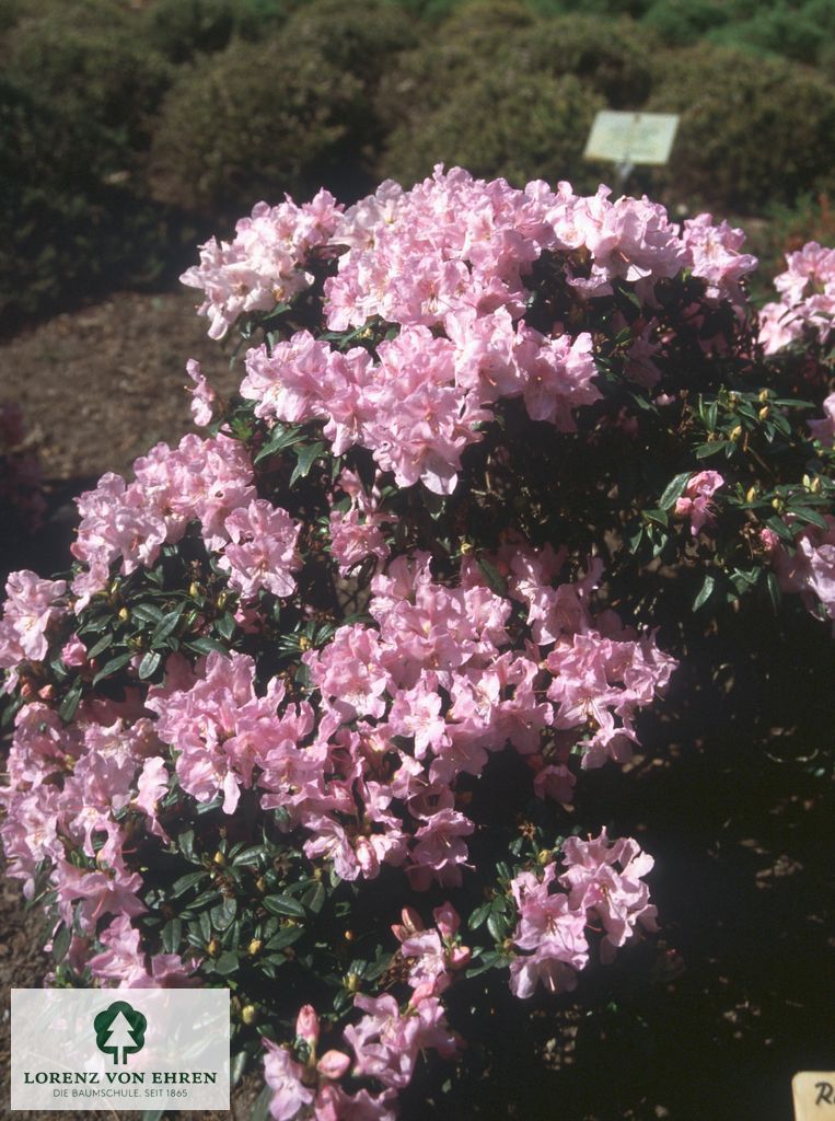 Rhododendron keleticum 'Robert Seleger'