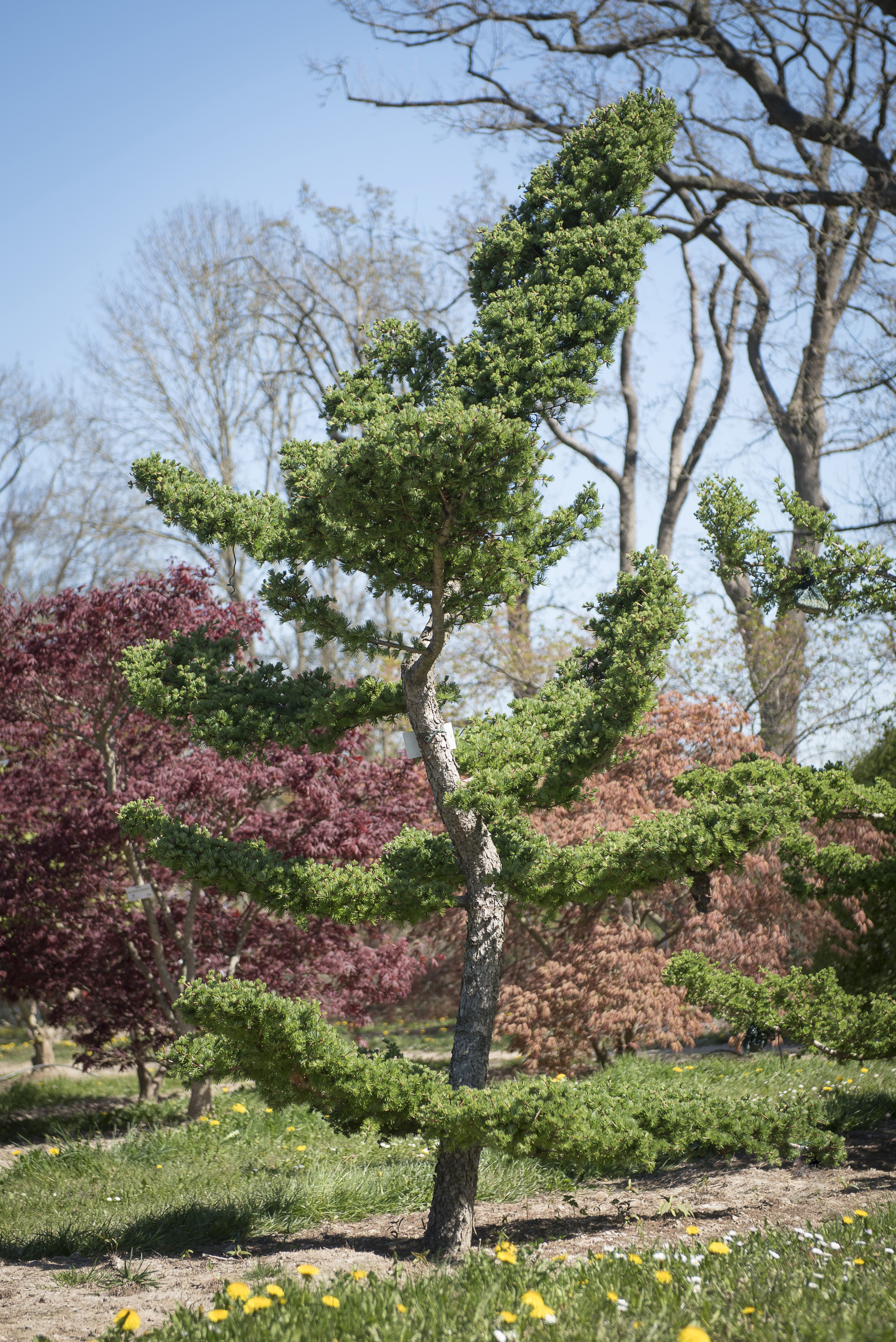 Larix kaempferi Unikat