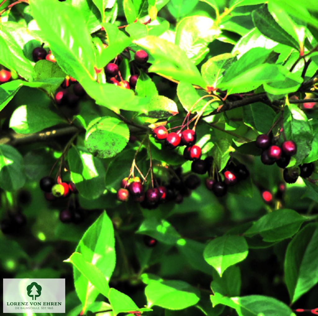 Aronia melanocarpa 'Viking'