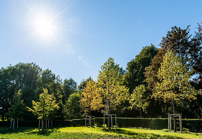 Große Bäume und Sträucher für Landschaftsgärten und Parks, prägende Elemente für Gestaltung und Naturerlebnis, passend für jeden Landschaftsstil.