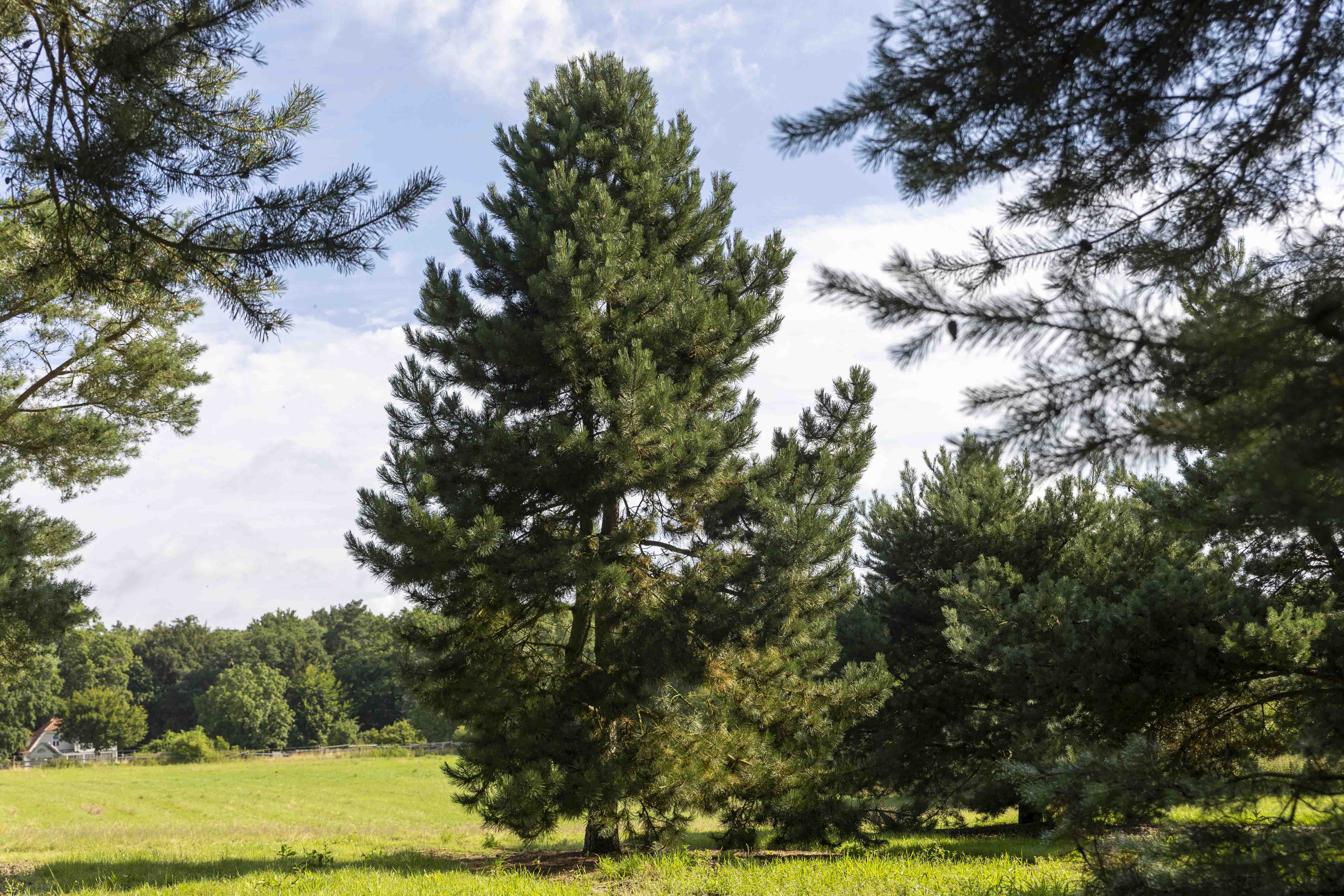 Pinus nigra austriaca  Unikat