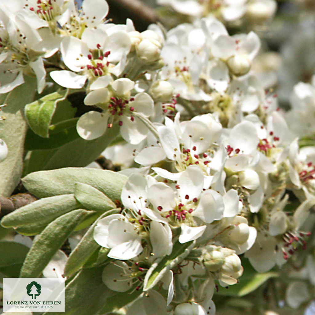 Pyrus nivalis