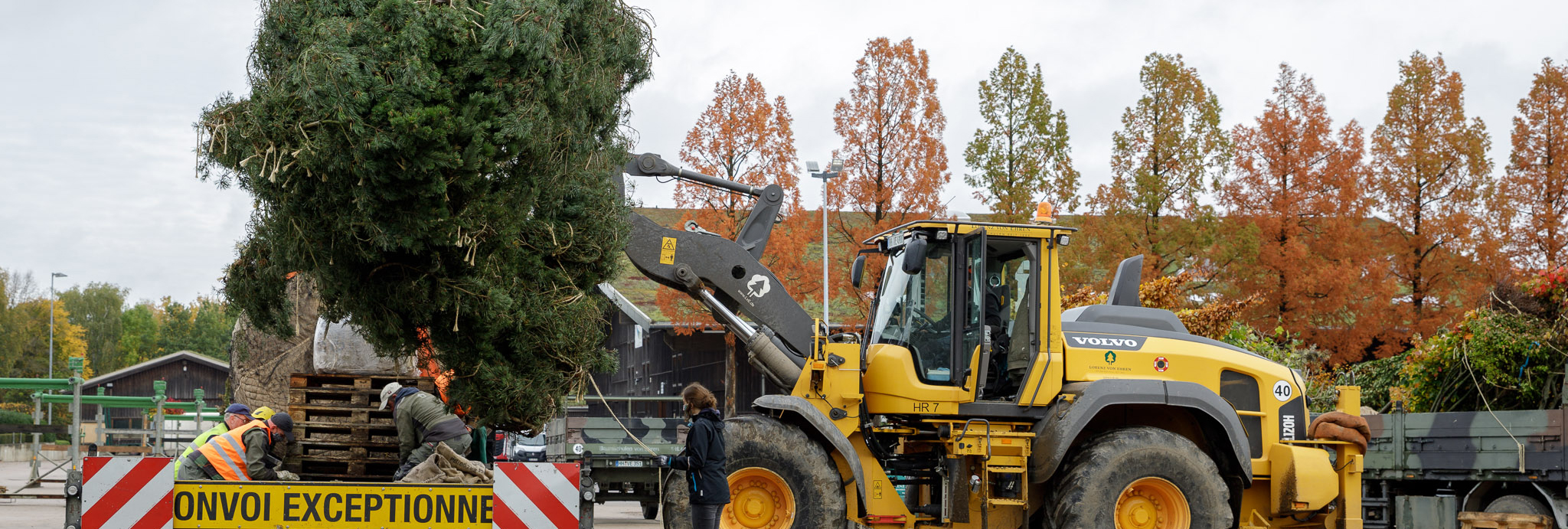 Blog Baumtransport mir Überbreite