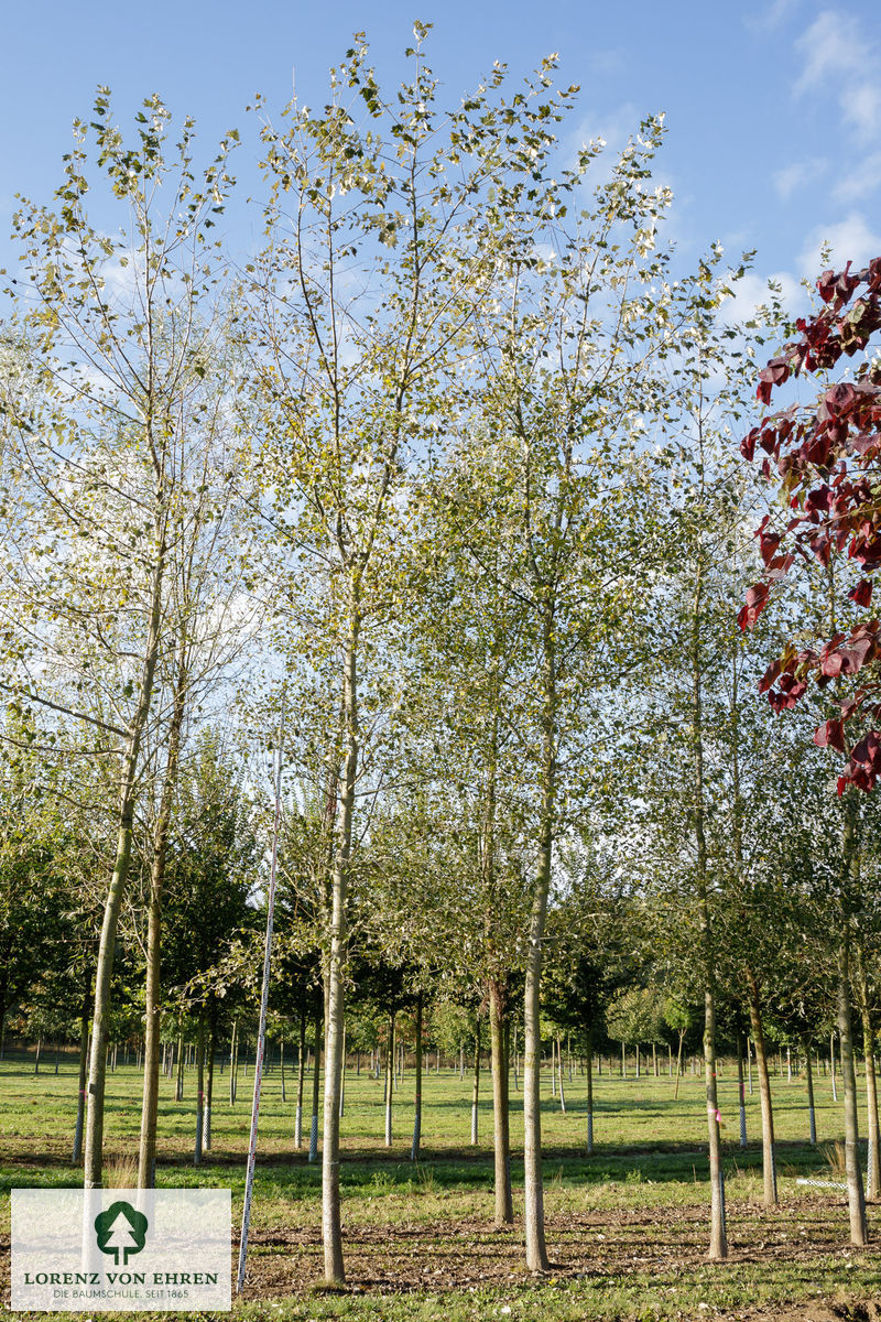 Populus alba 'Nivea'