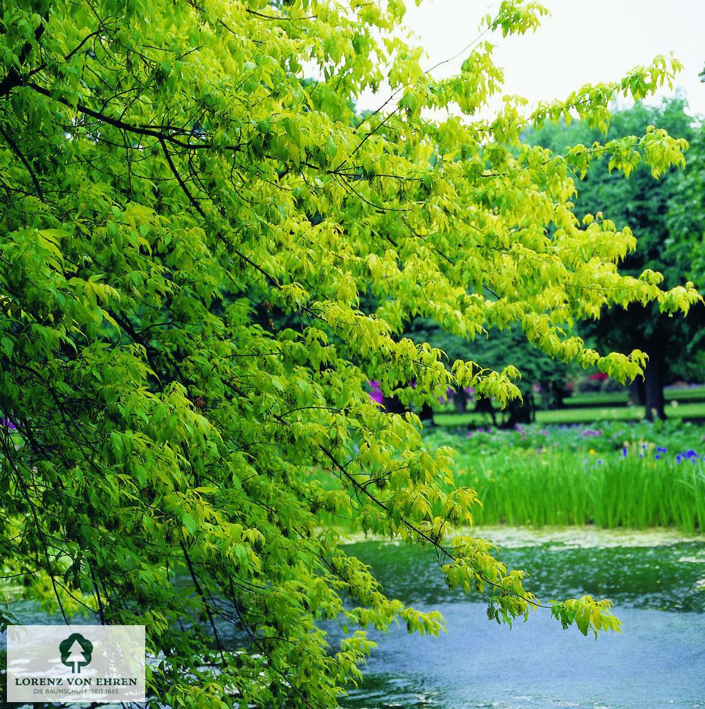 Acer negundo 'Odessanum'