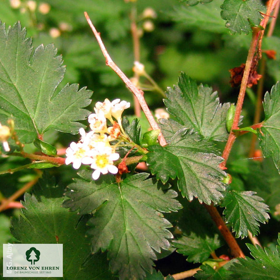 Stephanandra incisa 'Crispa'