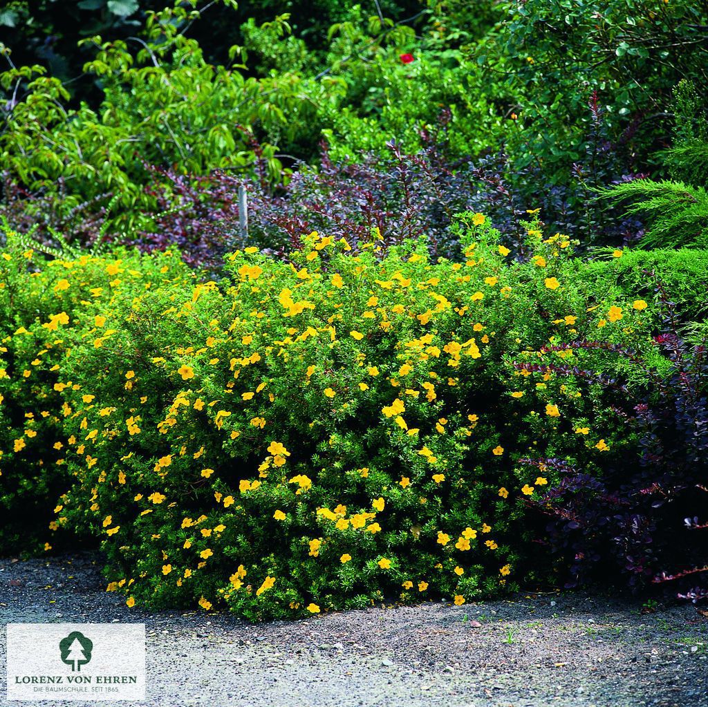 Potentilla fruticosa 'Jackman'