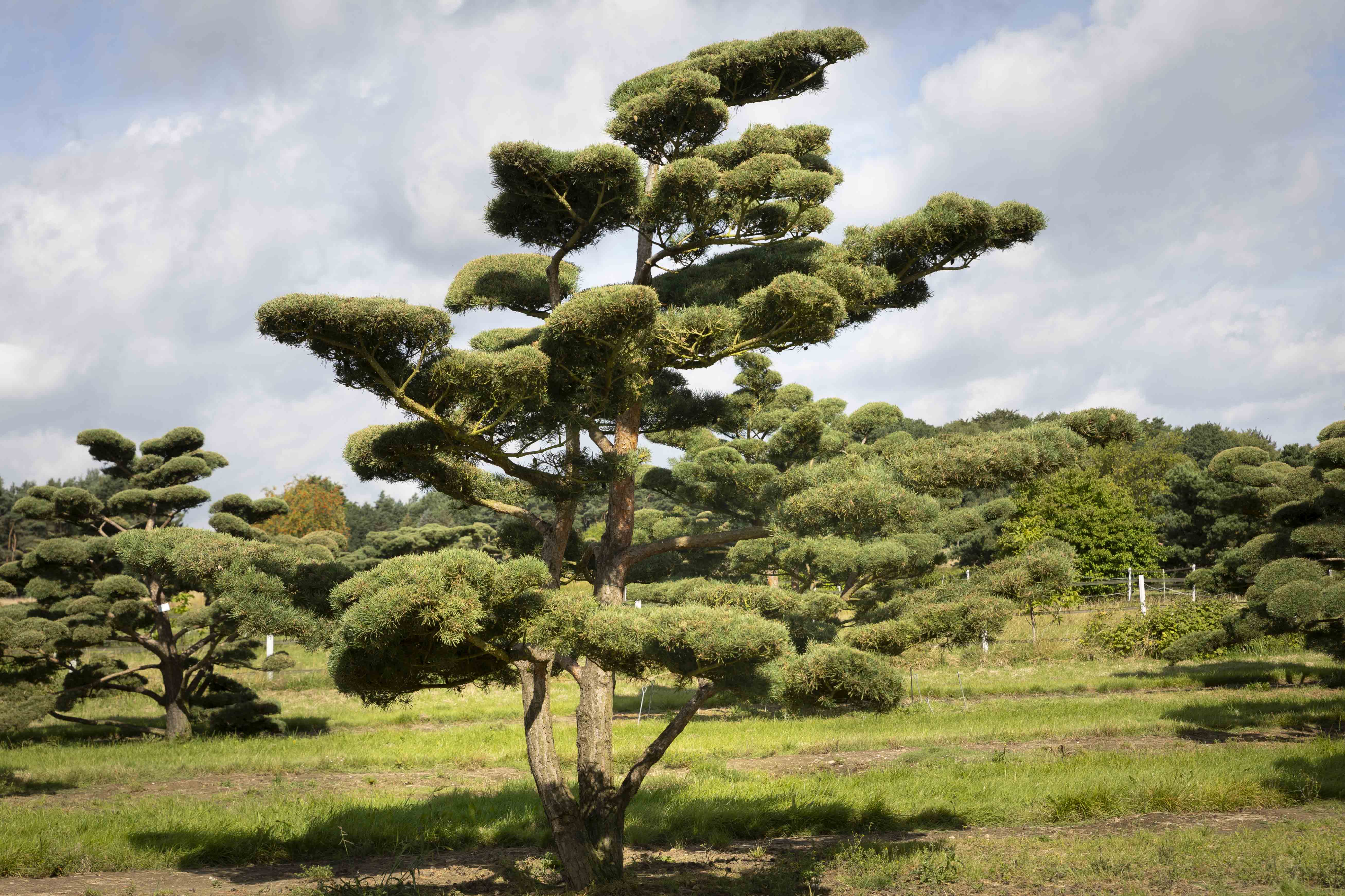 Pinus sylvestris 'Norske Typ' Unikat