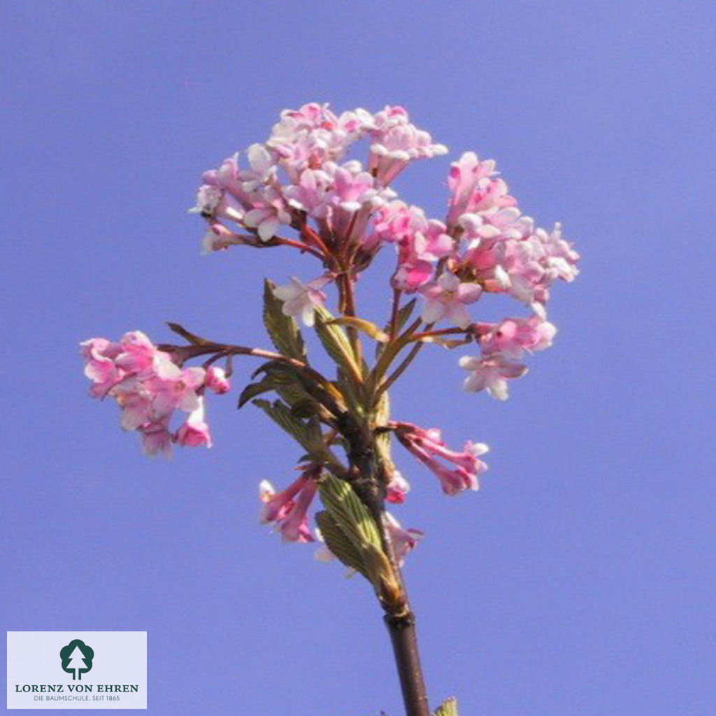 Viburnum farreri