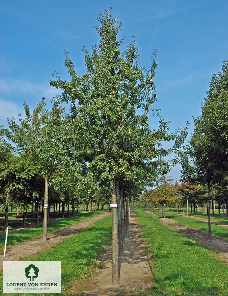 Pyrus nivalis