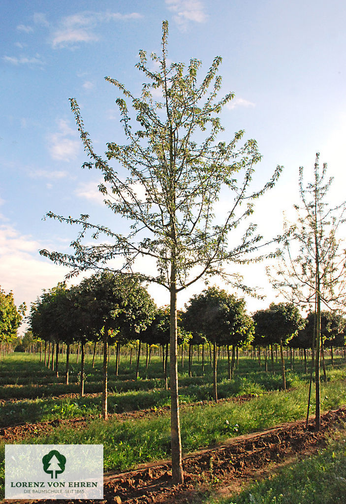 Pyrus nivalis