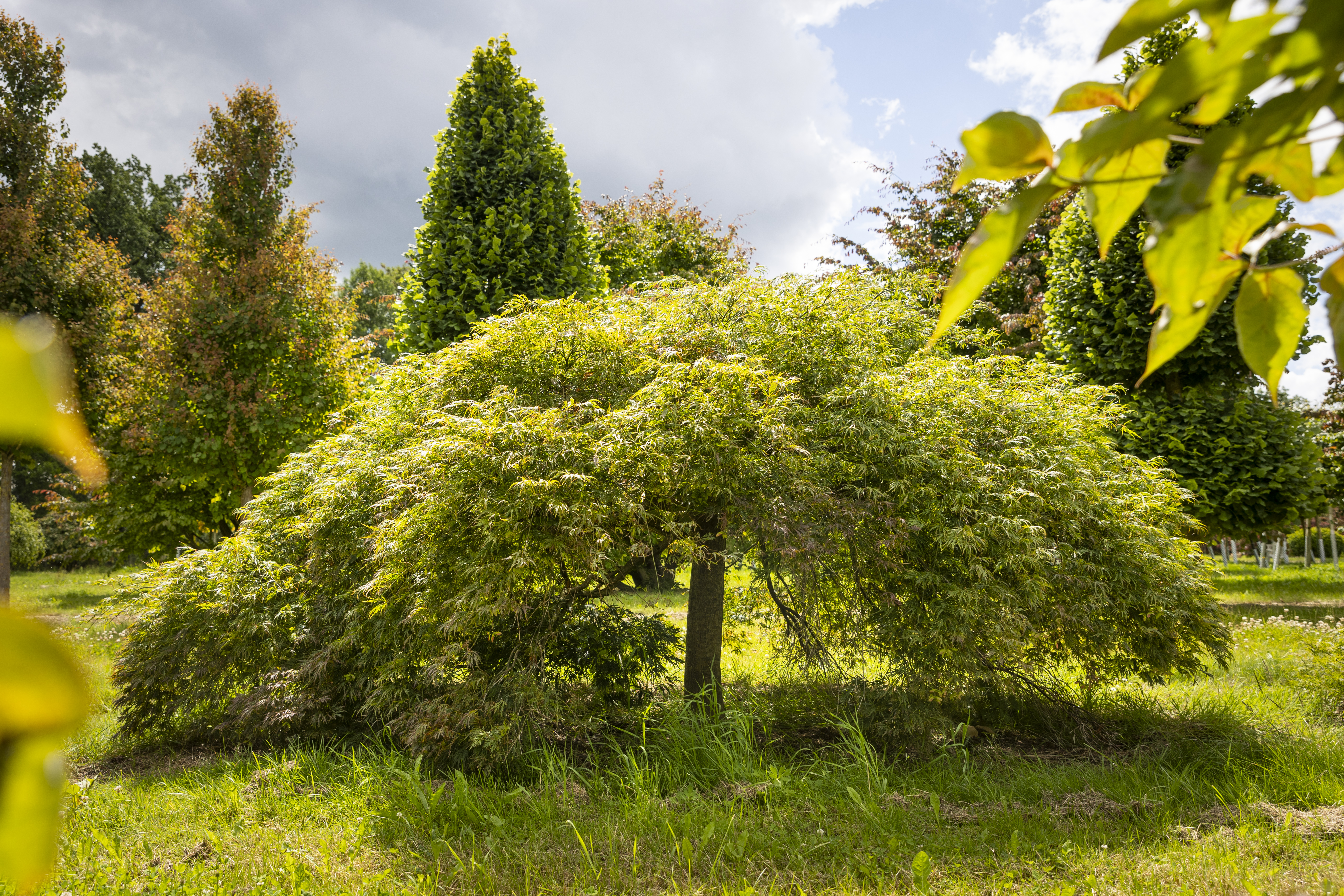 Acer palmatum 'Dissectum' Unikat