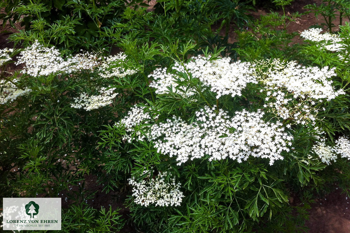 Sambucus nigra 'Laciniata'