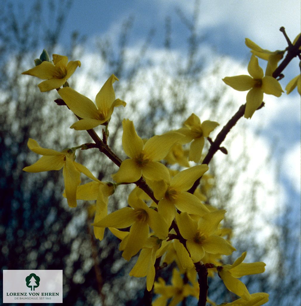 Forsythia 'Beatrix Farrand'