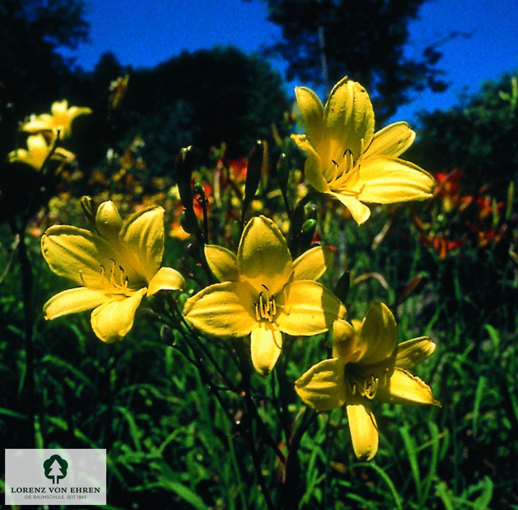 Hemerocallis 'Corky'