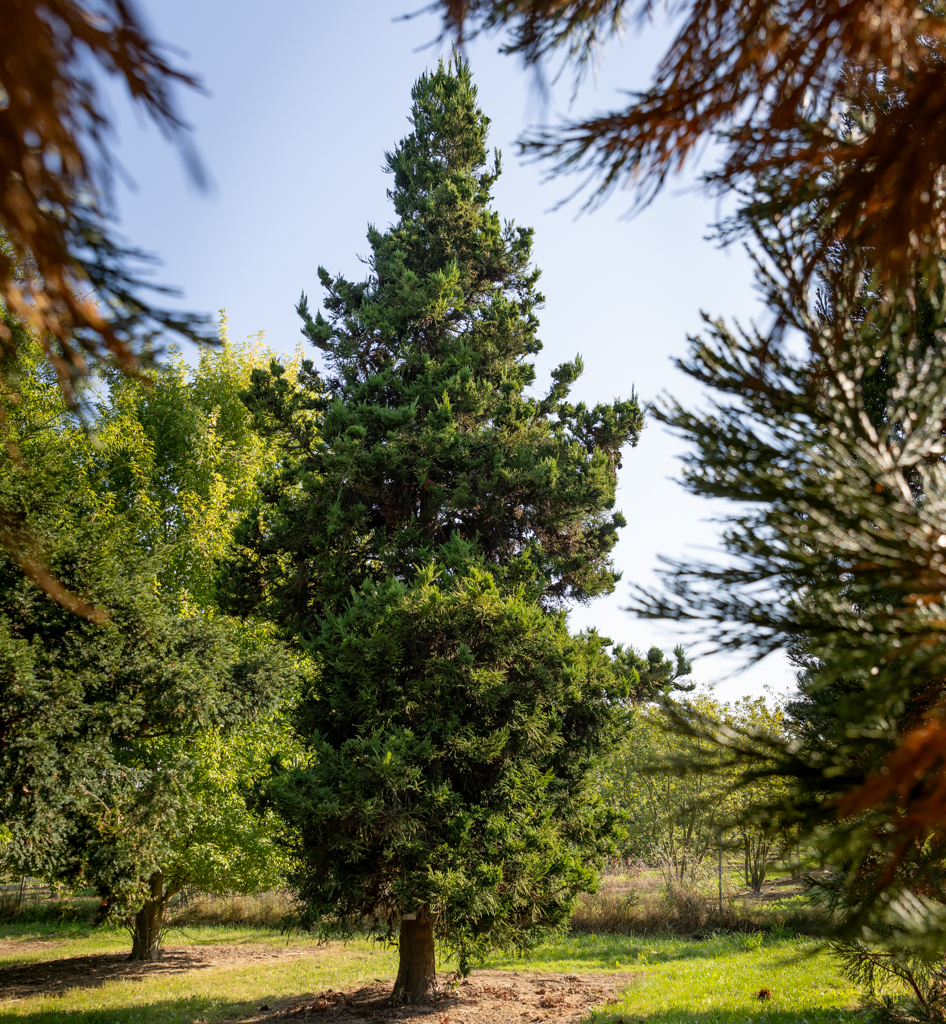 Cryptomeria japonica 'Cristata' Unikat