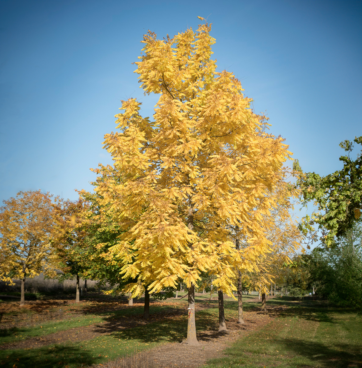 Juglans nigra Unikat