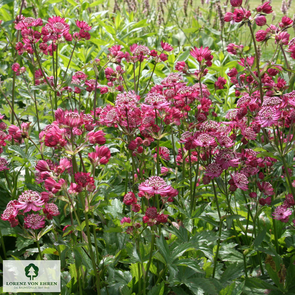 Astrantia major 'Rubra'