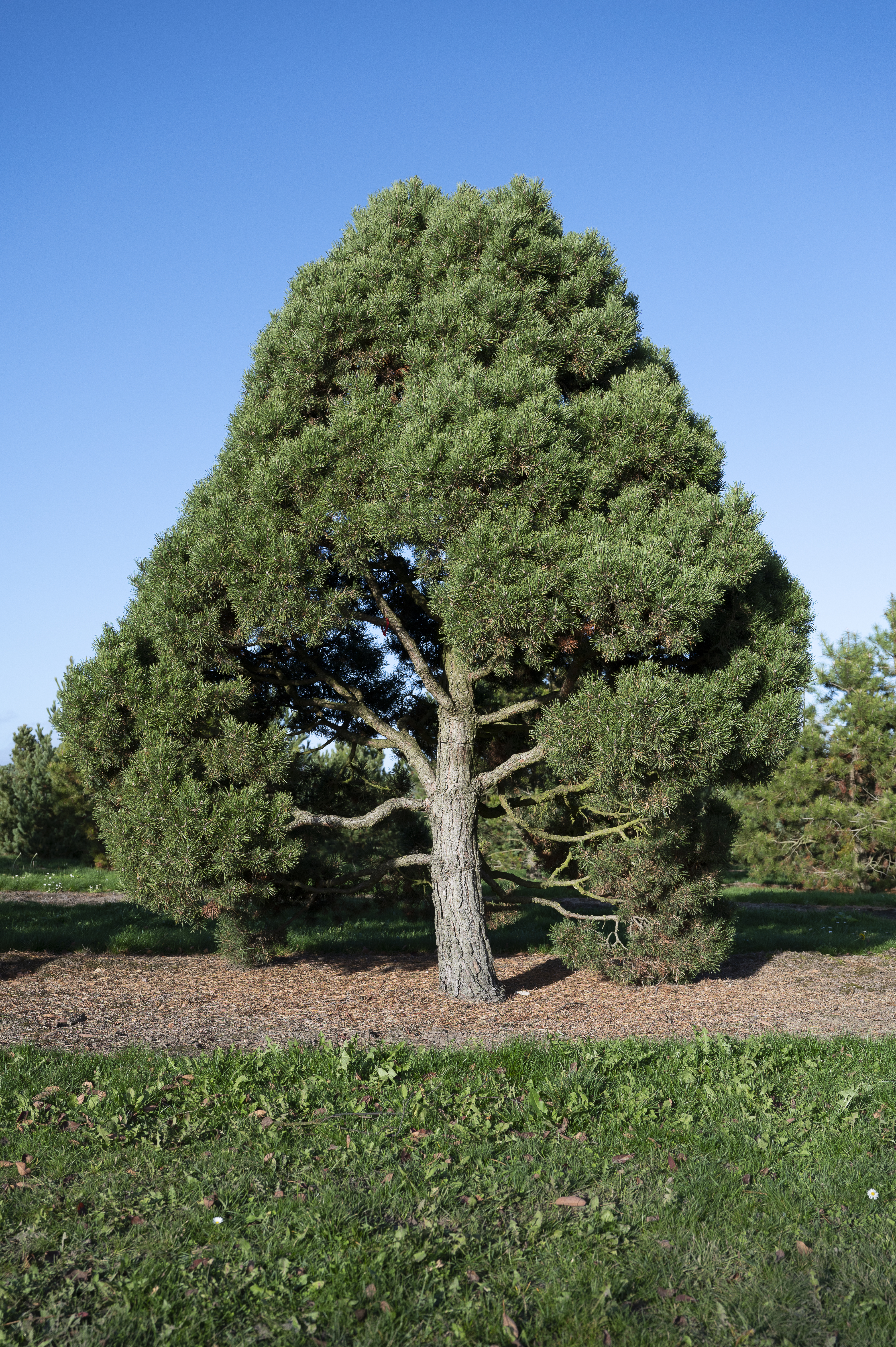 Pinus sylvestris 'Globosa Viridis' Unikat