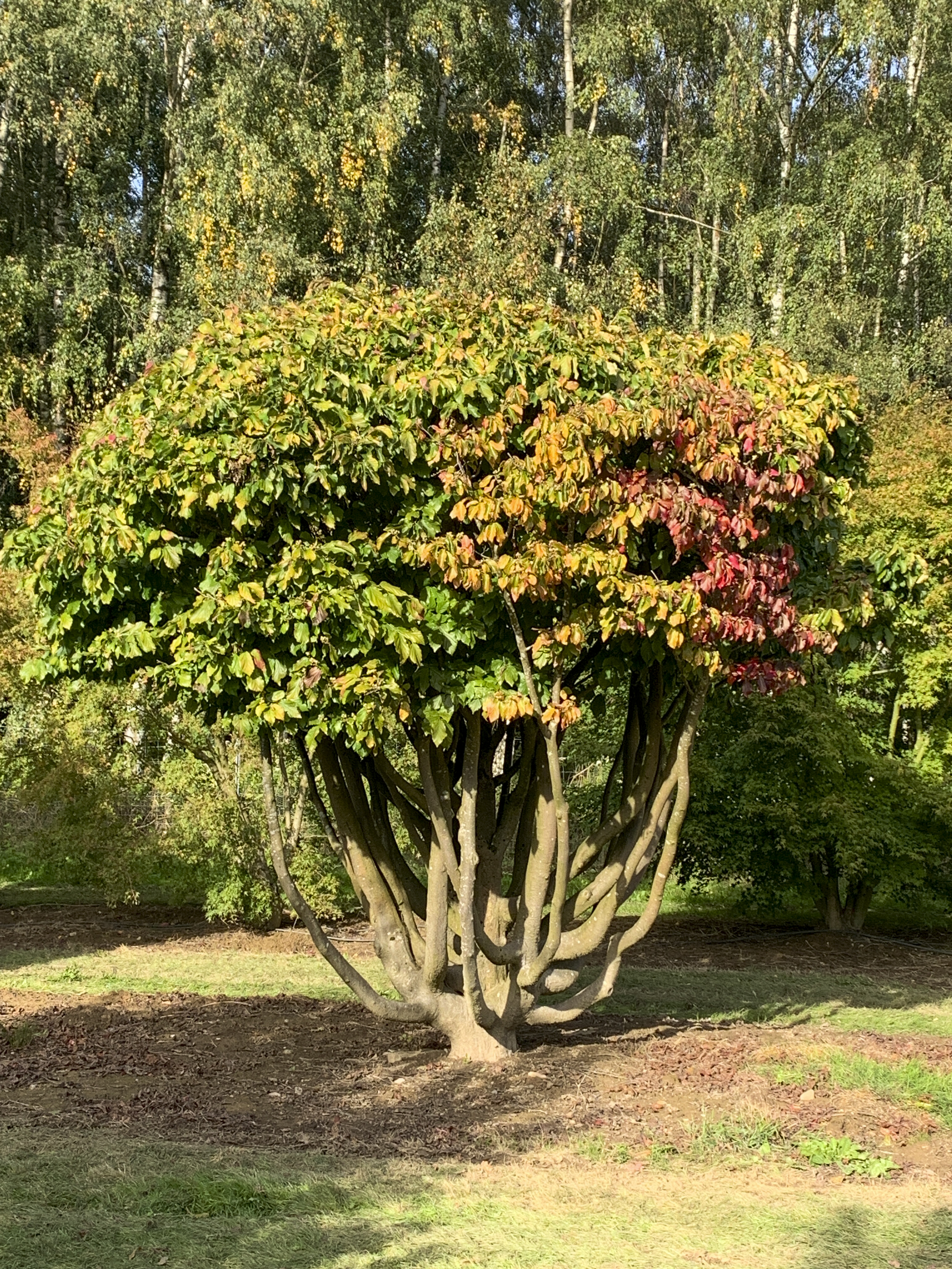 Parrotia persica Unikat