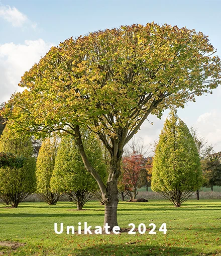 Die neuen Unikate 2024 der Baumschule Lorenz von Ehren.