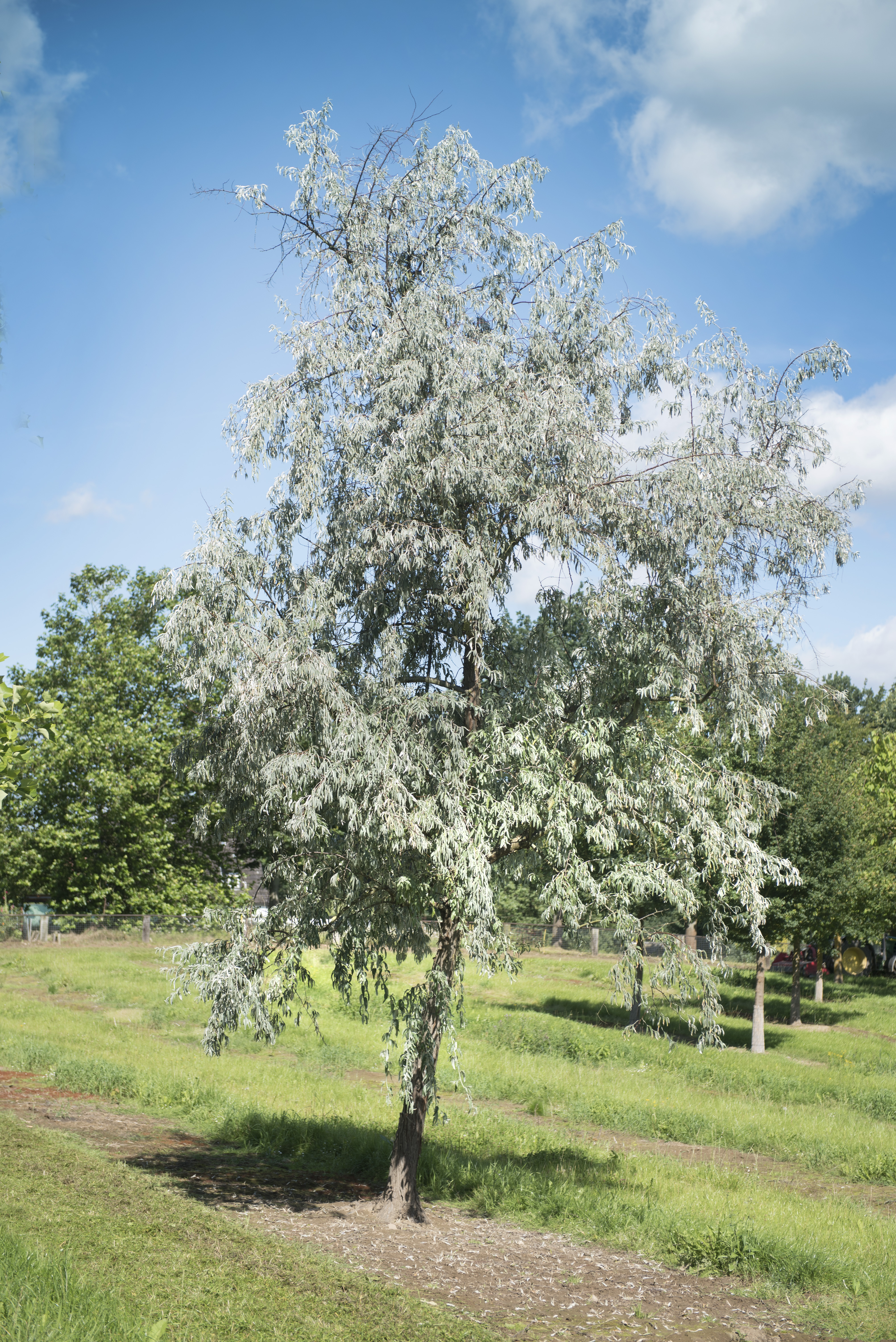 Elaeagnus angustifolia Unikat